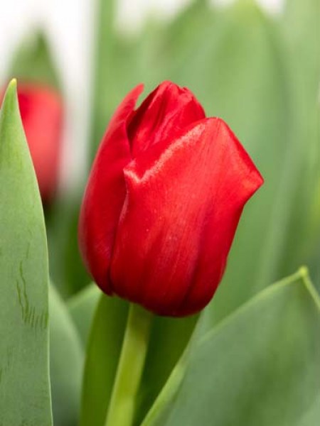 Tulipa Triumph Heartbreaker
